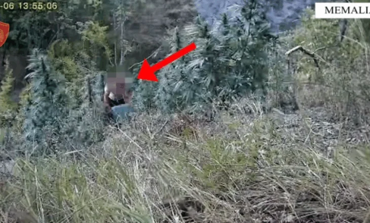 Kultivuan kanabis, arrestohen dy vëllezër në Memaliaj (VIDEO)