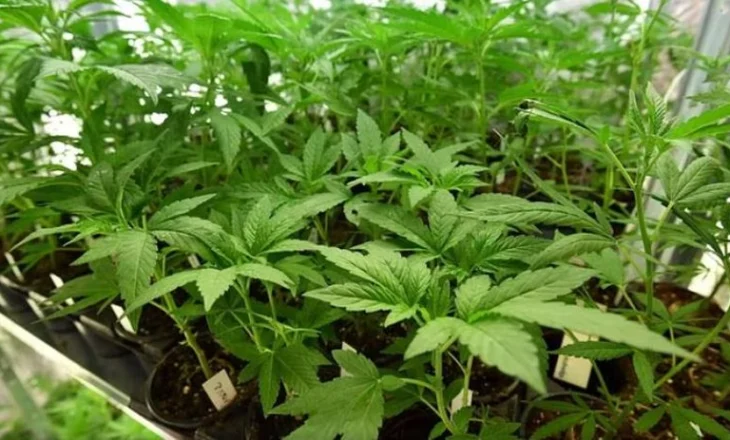 Mbolli marijuanë në shtëpi për të paguar trajtimin e partneres, rrëfehet në gjyq 41-vjeçari italian dhe lirohet