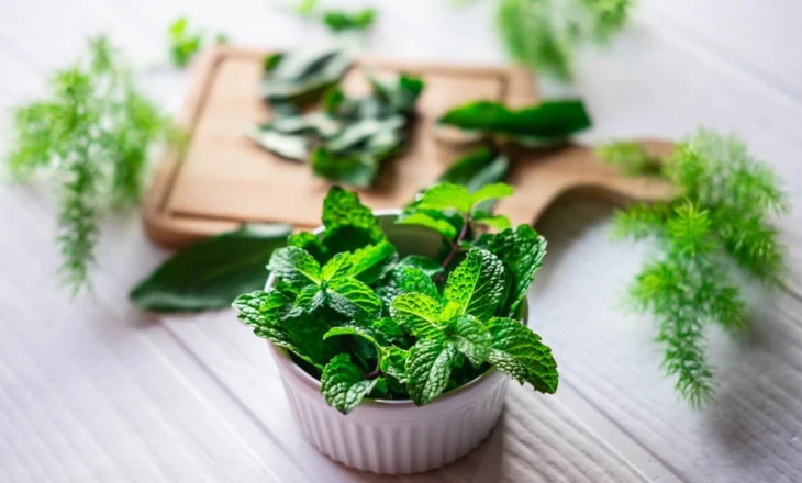 Mentja – Bima me efekte terapeutike të provura shkencërisht
