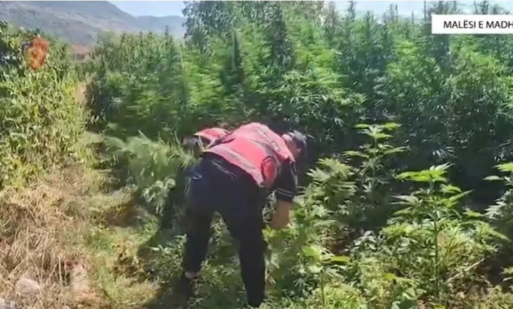 Një faqe mali me 12 mijë rrënjë kanabis, 14 të arrestuar në Malësi të Madhe (EMRAT)