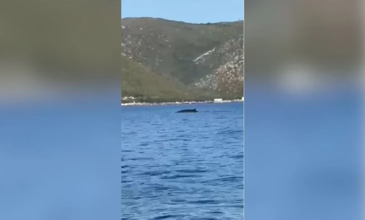 Pamje të rralla në bregdetin e Vlorës, turistët filmojnë një balenë në afërsi të Karaburunit
