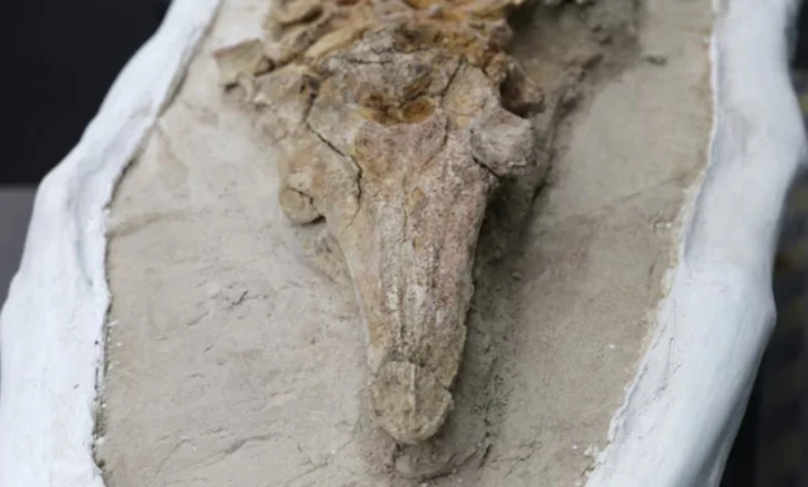 Peru, gjenden fosilet e një specie të lashtë, i ngjason një delfini miliona vjeçar