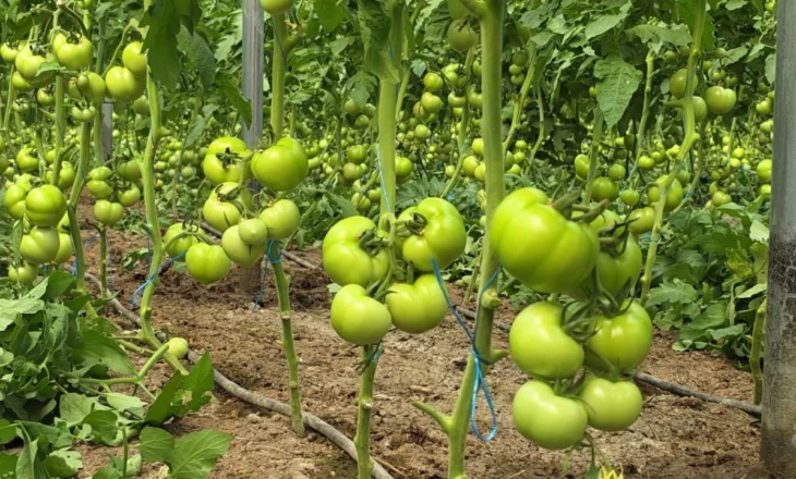 Pesticidet “helmojnë” fermerët, prodhuesit e frutave e perimeve thonë se po dëmtohen që të gjithë nga abuzuesit