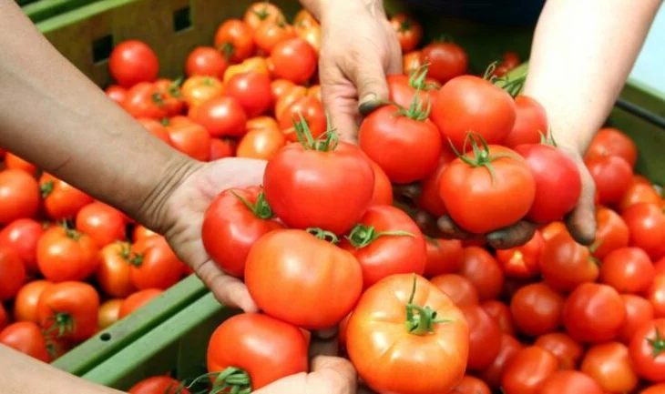 Produktet bujqësore me pesticide alarmojnë tregun, reagon Kosova: S’kemi…