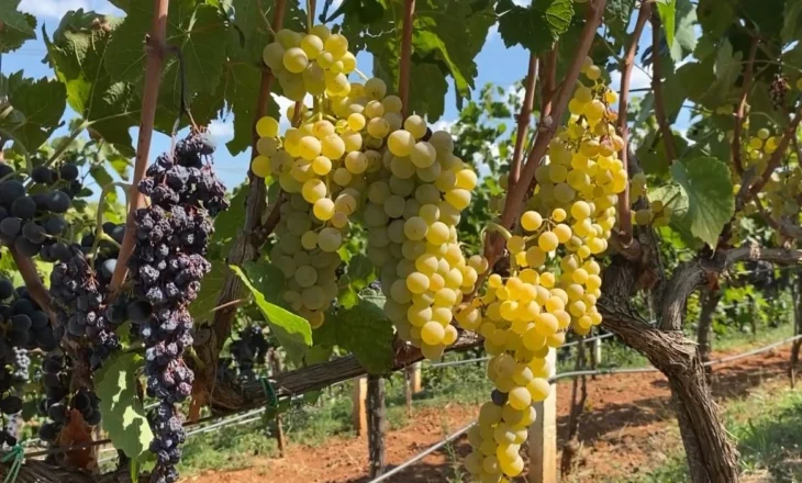 Rrushi nuk ka treg/ Vreshtat plot në Mirditë, fermerët i bëjnë thirrje shtetit që t’i mbështesë