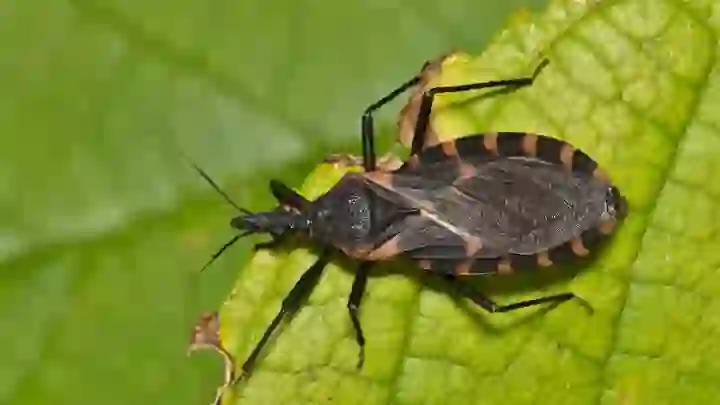 Sëmundja parazitare Chagas, kjo ‘vrasëse e heshtur’ që po përhapet në disa shtete të SHBA-së