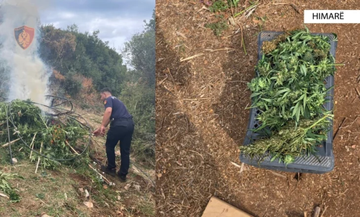 Shpallen në kërkim dy persona/ Kultivuan kanabis, policia godet rastin flagrant