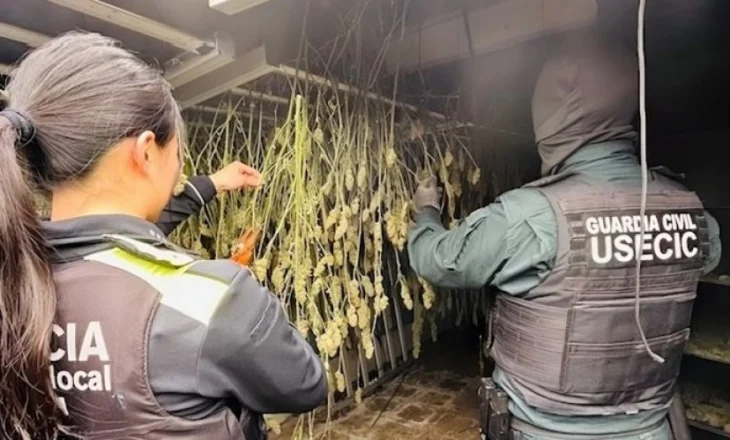 Shtëpi bari dhe ferma marijuane, çmontohet organizata shqiptare në Spanjë, 5 të arrestuar! Mes tyre një grua