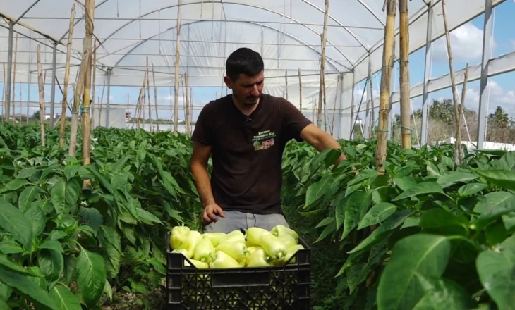 Shumë më pak shitje se sa kanë mundësi që të prodhojnë fermerët: Specat mbeten në fushë