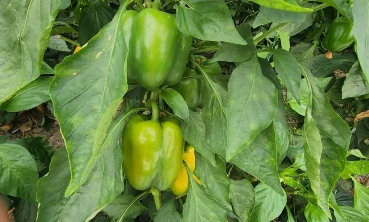 Thellohet skandali i pesticideve në produktet shqiptare, pas domateve dhe pjeshkëve radhën e kanë specat. Sllovenia i tërheq me urgjencë nga tregu
