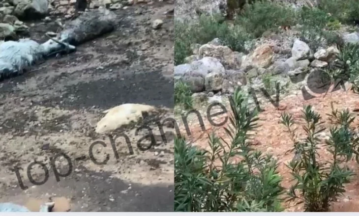 Tufat e qenve endacakë sulmojnë bagëtitë në stan, denoncojnë banorët e Dhërmiut: Mbrëmë humbën rreth 50 krerë dele