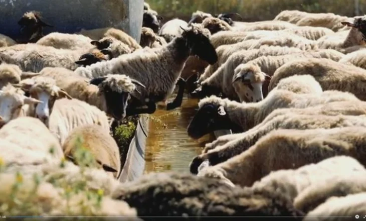 Tufat e qenve endacakë sulmojnë bagëtitë në stan, denoncojnë banorët e Dhërmiut: Na humbën rreth 50 krerë dele