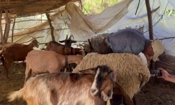 “Ujku i Lushnjës” bën masakër në Lushnje: Vret më shumë se 40 krerë