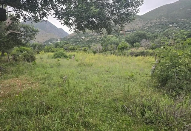 Vendimi që i hap rrugë ndërtimeve në “pemëtore” dhe “ullishte” pa pemë