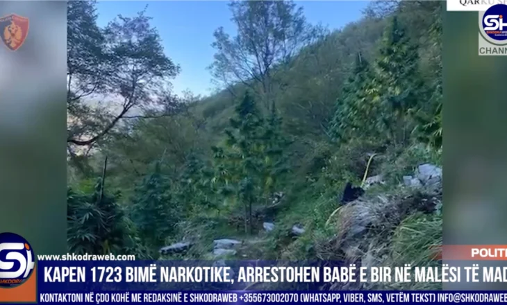 VIDEO – Arrestohen babë e bir në Malësi të Madhe, dyshohet se kultivuan 165 rrënjë kanabis sativa…