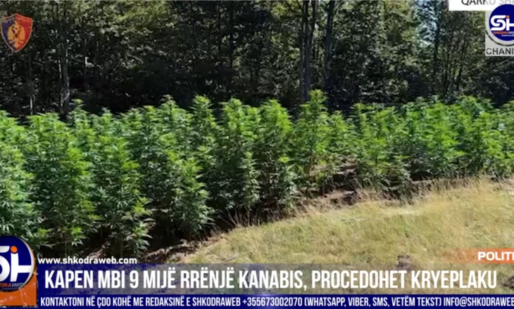 VIDEO – Asgjësohen mbi 9 mijë rrënjë kanabis sativa, shpallet në kërkim një person, procedohet kryeplaku