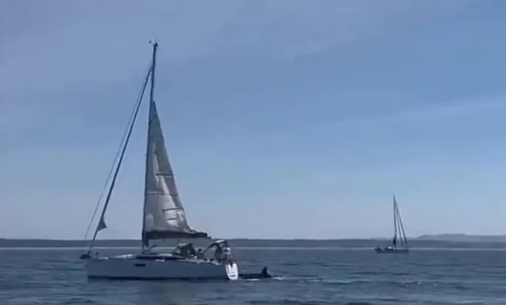 Video/ Momente të frikshme në brigjet e Portugalisë, balena vrasëse përplas varkën turistike dhe e fundos