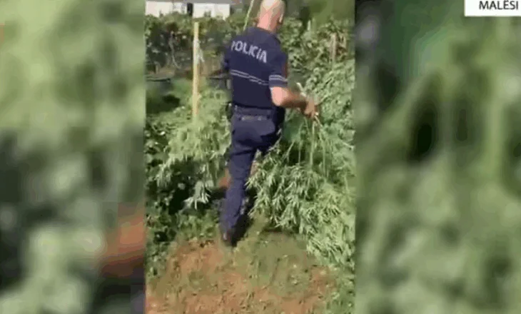(VIDEO) Prodhim i madh kanabisi në Malësinë e Madhe, sekuestrohen 10 mijë rrënjë, 10 të arrestuar