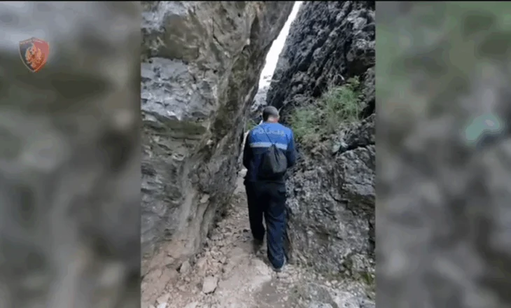 Zbulohen dhe asgjësohen 4600 rrënjë kanabis të fshehura pas malit