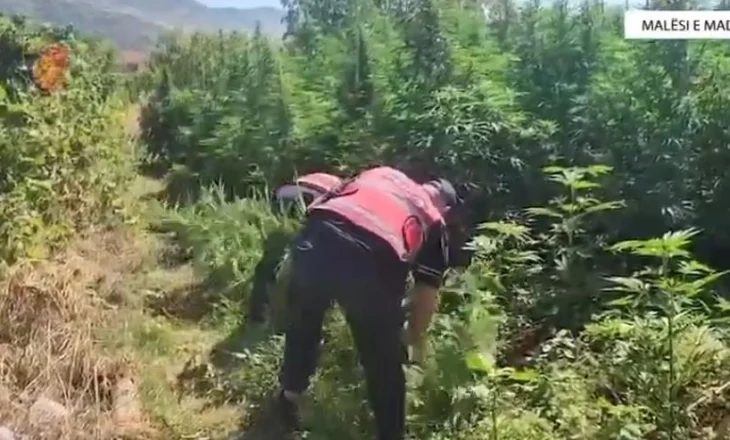 Zbulohen mbi 12 mijë bimë kanabisi në Malësi të Madhe, 14 persona të arrestuar