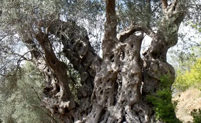 BE mbështet mbrojtjen e pyjeve shekullore dhe drurëve monumentalë në Shqipëri