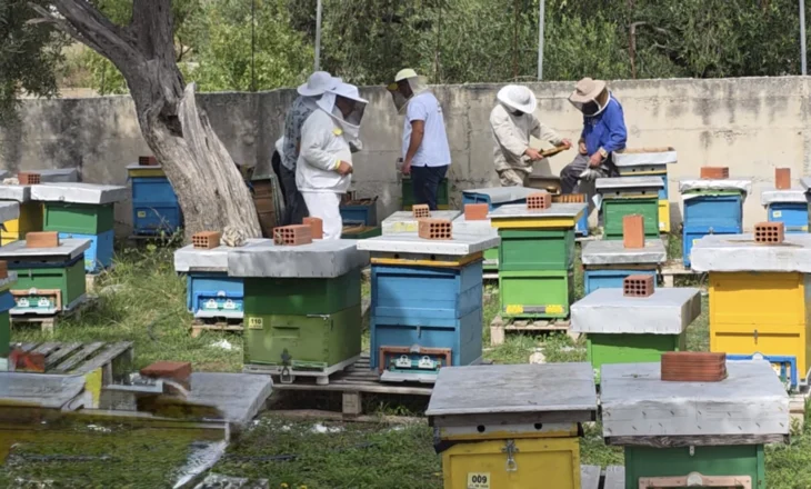 Bletët përgatiten për dimërim, bletarët në Fier: Mjalti të çertifikohet, më shumë kontroll ndaj kimikateve dëmtuese