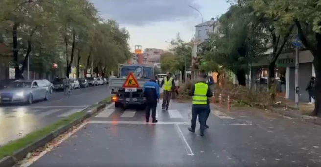 Erërat e forta rrëzojnë pemë në Shkodër, ndërhyn Bashkia për normalizimin e situatës