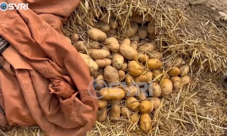 Fermerët e Maliqit ankesë për mungesë tregu: Prodhimin e shesim nën kosto, shteti të na ndihmojë