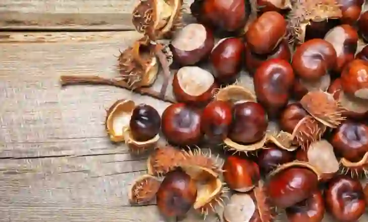 Gështenja – fruti që forcon zemrën dhe ndalon rritjen e qelizave tumorale