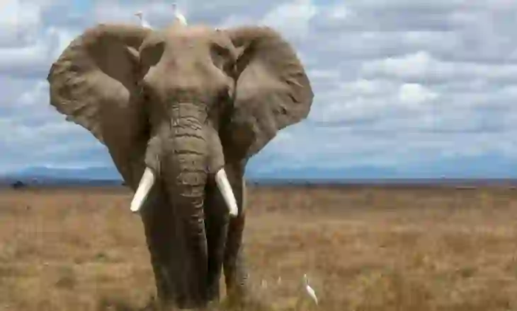 Gjëra të pabesueshme që mund të mos i dini për elefantët