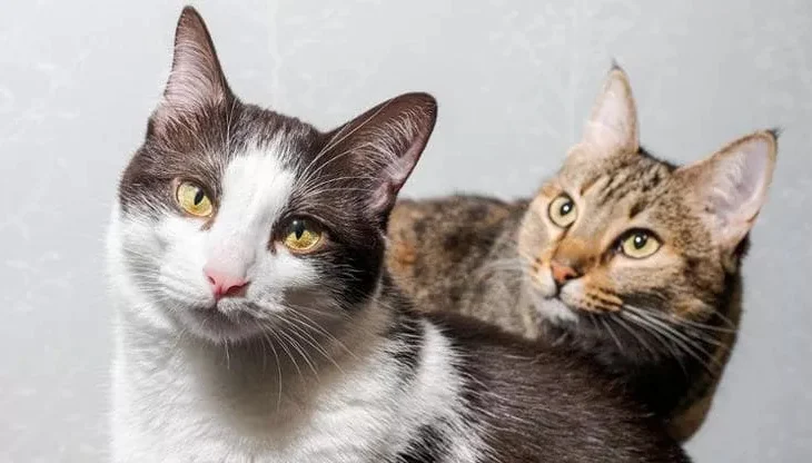 Gjykata e Stambollit me precedent historik, burri paguan pension për dy macet pas divorcit