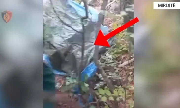 Kapet duke u kujdesur për bimët narkotike që kishte kultivuar, pranga 51-vjeçarit në Mirditë