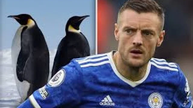 Kisha, zebra, papagaj dhe panda, kur futbollistët i “çmend” paraja dhe nuk dinë çfarë blejnë