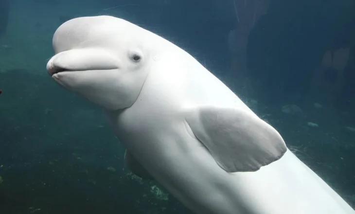 Kopshti zoologjik kanadez kërcënon të vrasë 30 balena nëse nuk merr fonde qeveritare