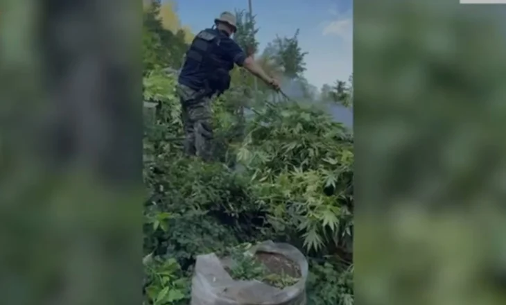 Kultivonin mijëra bimë kanabisi, nën hetim 5 kryetarë fshatrash, akuzohen për shpërdorim detyre