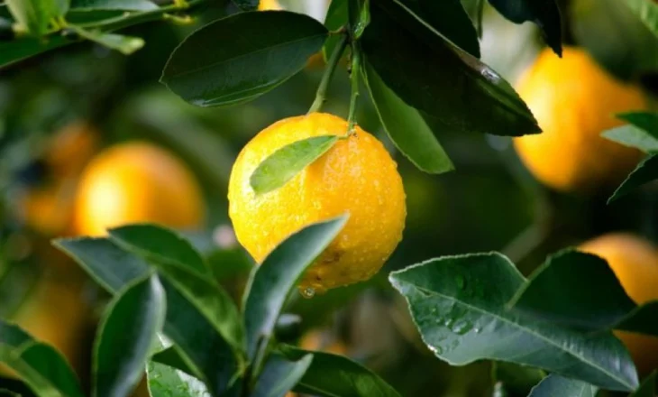 Limoni – detoks natyral për trupin