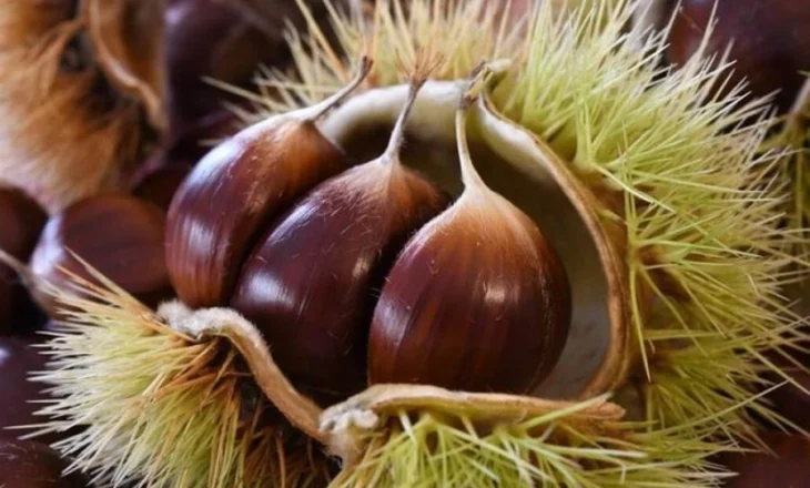 Luftoni aneminë dhe lodhjen me gështenja, të gjitha vetitë dhe përfitimet e frutit të vjeshtës