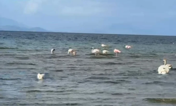 Magjia e vjeshtës në Pogradec: Flamingot ‘vizitorët’ e rinj të liqenit