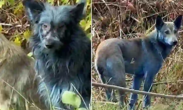 Mister, qentë e kaltër filmohen duke bredhur në vendin e katastrofës bërthamore të Çernobilit