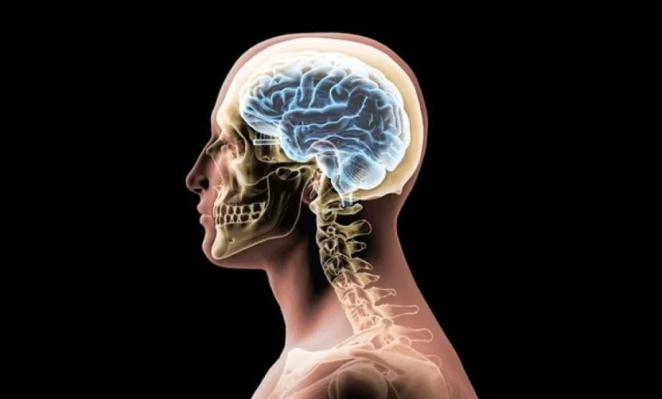 Neuroestetika, pse truri ynë e gjen diçka të bukur