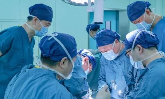Për herë të parë! Kirurgët në Kinë kryejnë transplantin e mëlçisë nga derri te njeriu