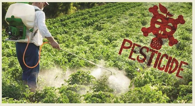 Pesticidet te frutat dhe perimet, eksperti i sigurisë ushqimore: Ja kush rrezikon më shumë