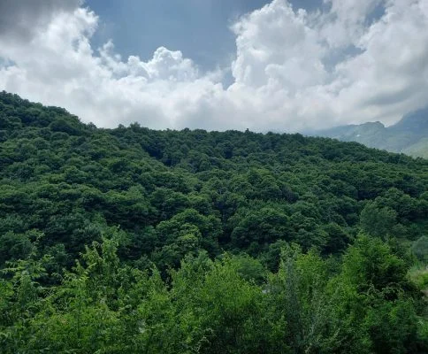 Po mblidhte gështenja me të ëmën, zhduket në mënyrë misterioze 26-vjeçari në Tropojë