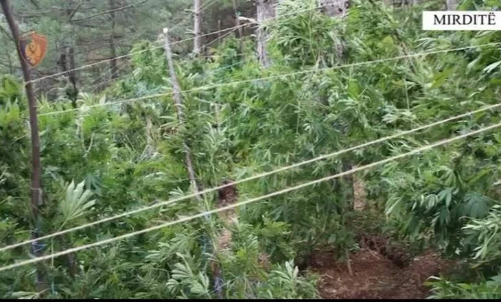 “Processing”/ Arrestohen dy persona, sekuestrohen rreth 33.7 kilogramë kanabis (EMRAT)