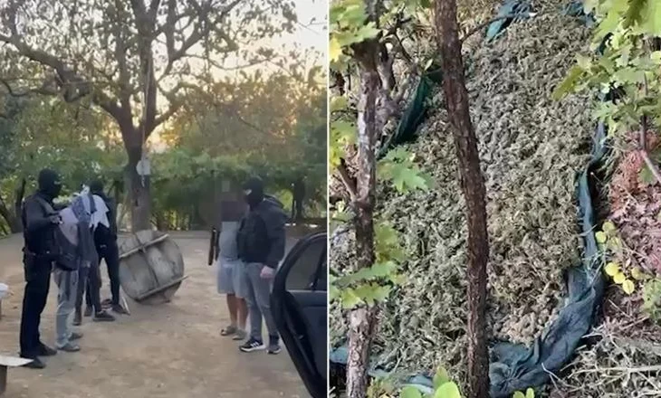 ‘Processing’/ Sekuestrohen 40 kg kanabis, arrestohen tre persona, dy prej tyre vëllezër (EMRAT)