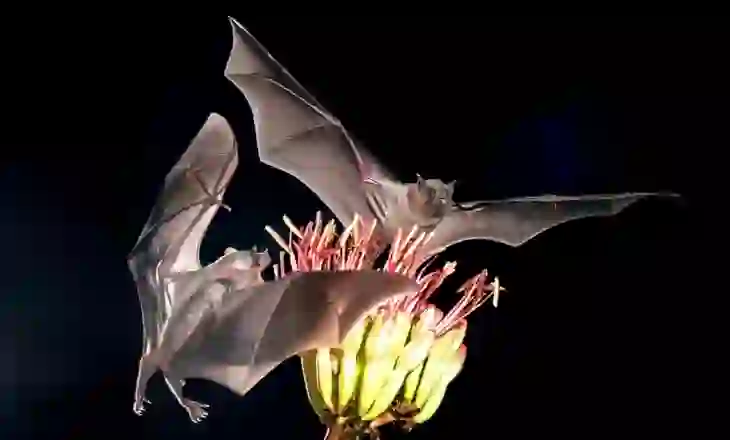 Pse tekila varet nga lakuriqët e natës të Meksikës