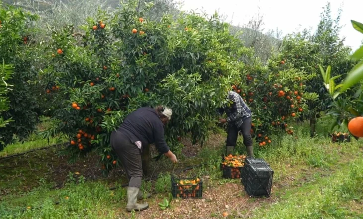 Rrezik për shëndetin! Mandarina të kontaminuara me kimikate në treg, AKU kërkon t’i ktheni menjëherë