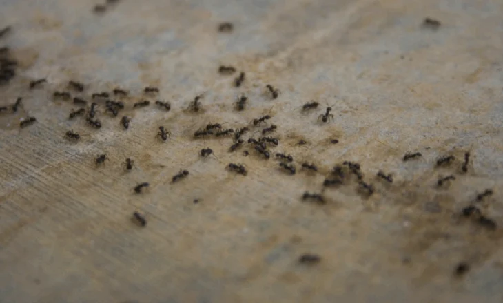 Si milingonat luftojnë epideminë