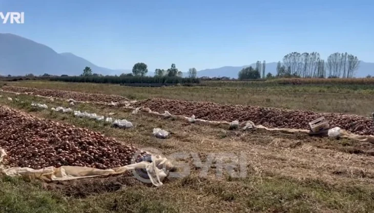 SYRI TV/ Maliq, tonelata me qepë drejt kalbjes, fermerët: Prodhimi stok, s`ka treg