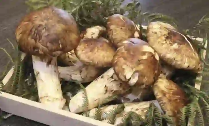 Tetë kërpudha matsutake shiten në ankand në Japoni për 4,850 euro